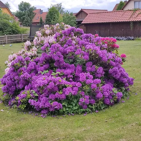 Ferienwohnung An Der Wassermuehle In Hermannsburg Exterior foto